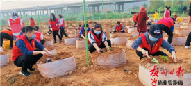 帮助村民种植百香果