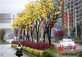 艳丽街景