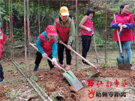 义务植树添绿意