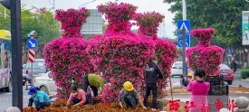 市区道路新增花瓶造型宝巾花