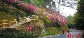 阳春三月百花开