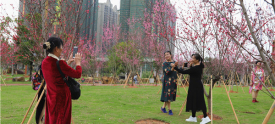桃花朵朵迎客来