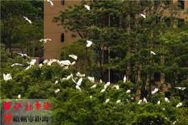 玫瑰湖公园吸引过百只白鹭入园栖息