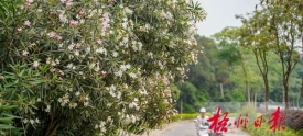 主干道上花?？? width=