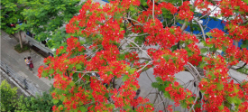 凤凰花开红艳艳