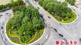 盛放鲜花装点城市绿化