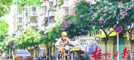大花紫薇点缀街道