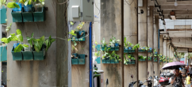 绿植装点骑楼街道