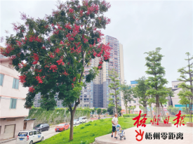 栾树花开