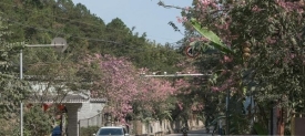 道路添美景