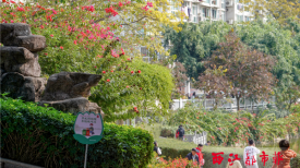宝巾花冬日开放