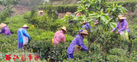 采摘社前茶