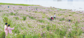 赏花看景正当时