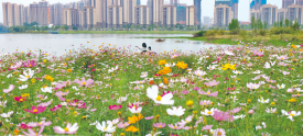 市民踏青徜徉花海
