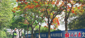 鸳江路上凤凰花开