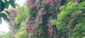 漫步花海