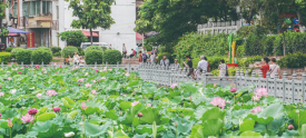 潘塘公园荷花盛开