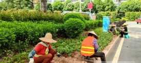 打造良好绿化环境