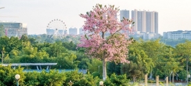 绿树红花景色美