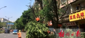 我为群众办实事丨群众反映的路树问题得到圆满解决