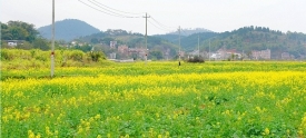 油菜花盛放