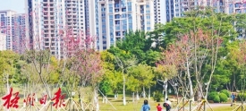 苍海公园樱花盛开