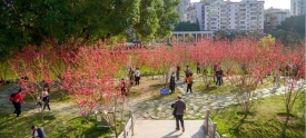湖心岛上桃花开