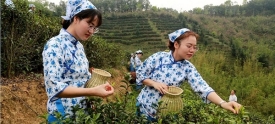 采摘春茶