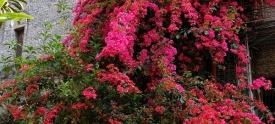宝巾花瀑布