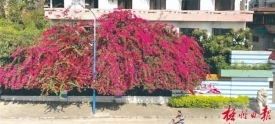 宝巾花盛放