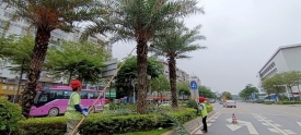 修剪树枝除隐患