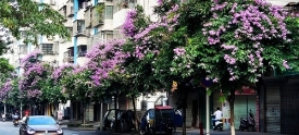 紫薇花妆点街道