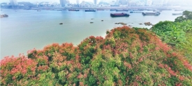 南岸栾树“挂灯笼”
