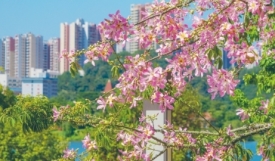 玫瑰湖公园秋花绽放