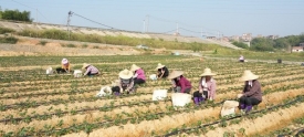 打造都市农场