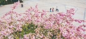 花开迎盛会