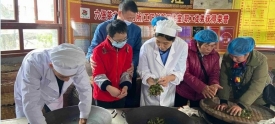 残疾人体验制茶工艺