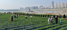 打造生态农业体验公园