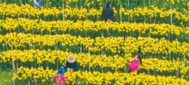 菊花丰收