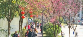我们的节日·春节丨樱花绽放喜迎春