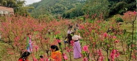 文明旅游丨人面桃花相映红
