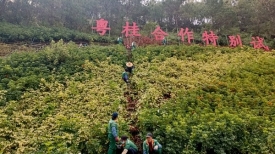 文明城市创建丨春到植绿正当时