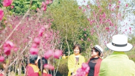 文明城市创建丨春意渐浓 花开满枝
