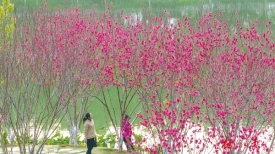 文明旅游丨市民潘塘公园赏花