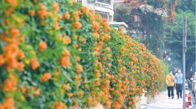 文明城市创建丨银湖北路炮仗花盛放