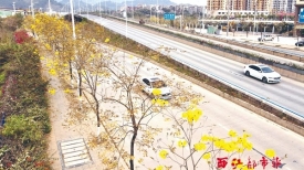 黄花风铃木盛放