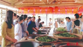 道德模范丨谭爱云用实际行动践行茶农责任与担当