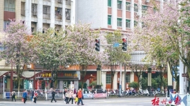 文明城市创建丨街道整洁 时花争艳