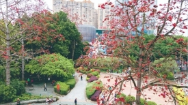 文明城市创建丨市区木棉花开