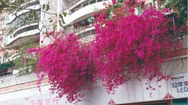 文明城市创建丨暖春时节 宝巾花盛放